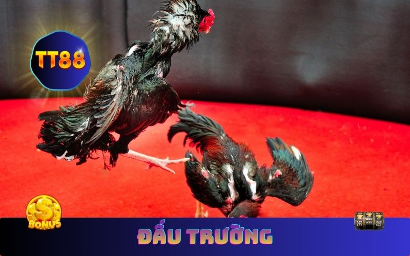 Đấu trường đá gà cựa dao Philippines